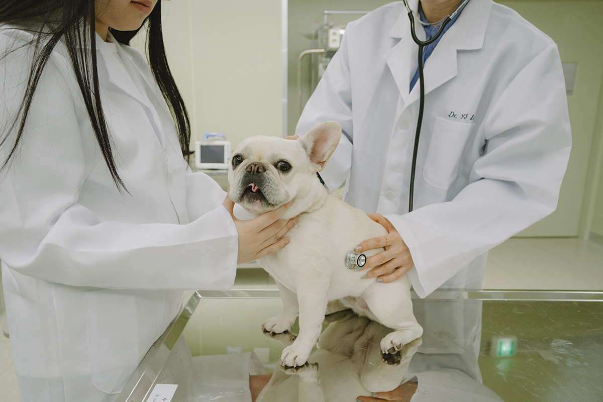 동물병원에서 강아지 진료하고 있는 사진