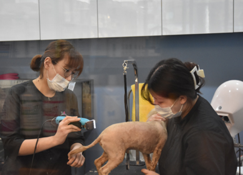 강아지 미용을 하고 있는 두 사람의 사진